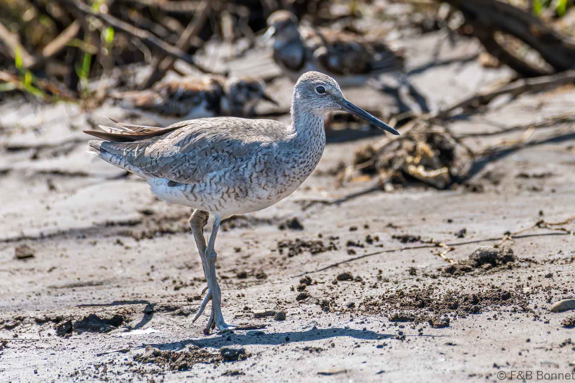Playero aliblanco - Costa Rica - Carara - 2021