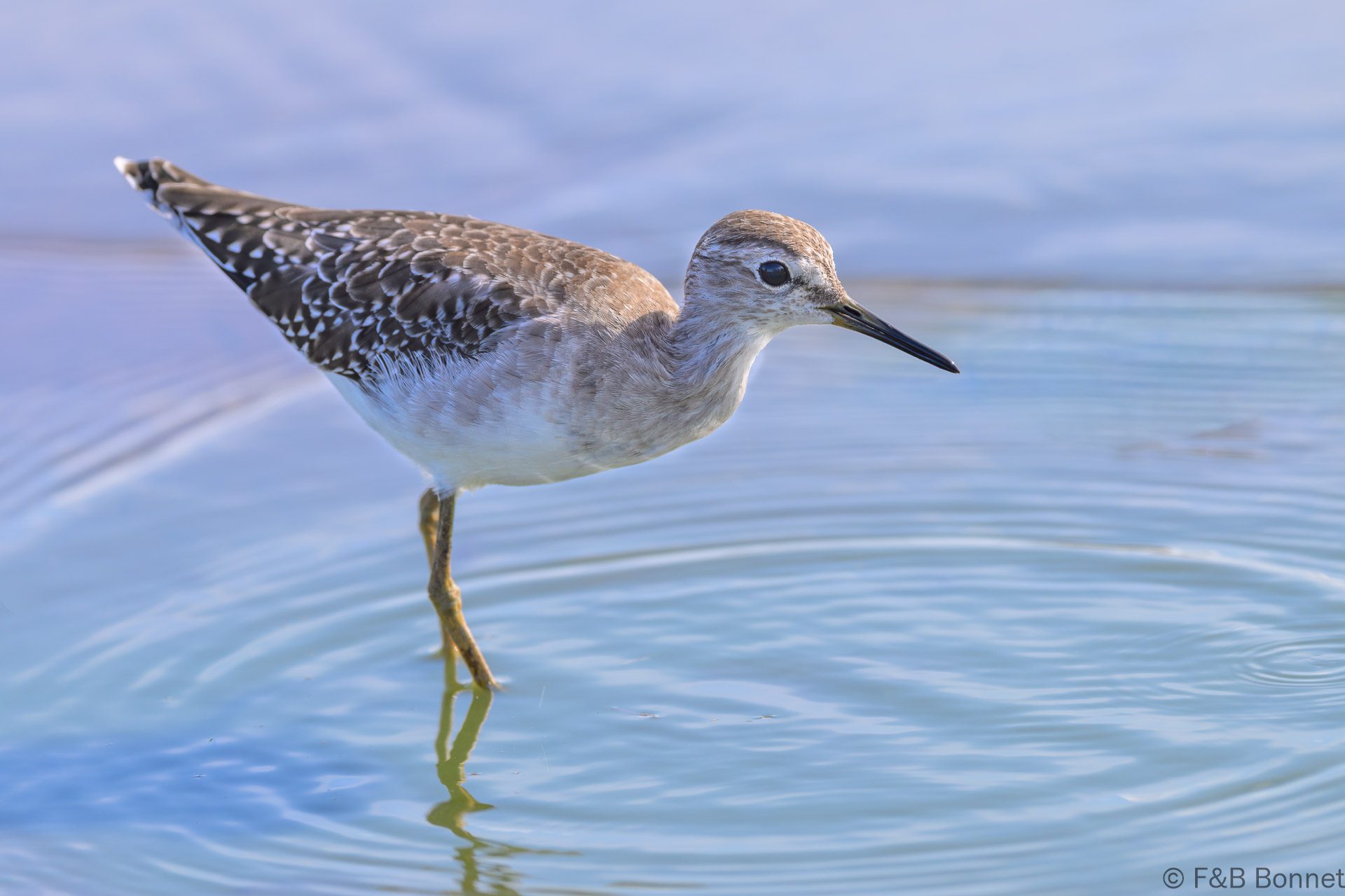 Wood Sandpiper - South Africa - Kruger NP - 2025