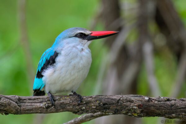 Woodland Kingfisher - South Africa - Kruger NP - 2025