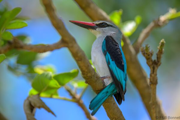 Woodland Kingfisher - South Africa - Kruger NP - 2025