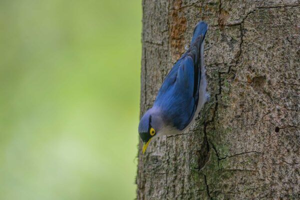 Yellow-billed Nuthatch - Vietnam - Da Lat - 2026