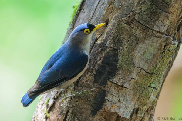 Yellow-billed Nuthatch - Vietnam - Da Lat - 2026