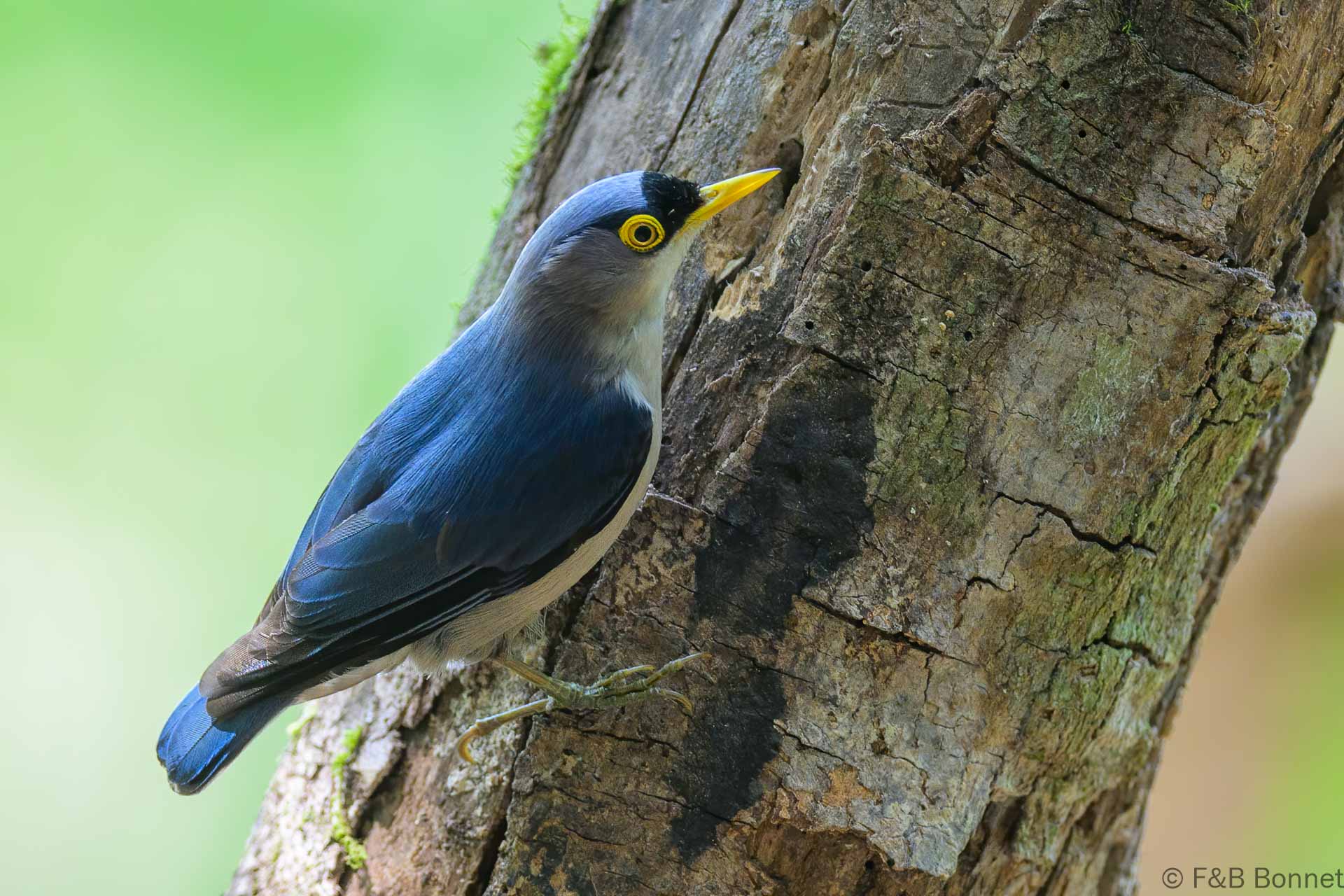 Yellow-billed Nuthatch - Vietnam - Da Lat - 2026