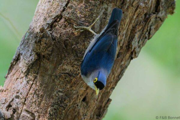 Yellow-billed Nuthatch - Vietnam - Da Lat - 2026
