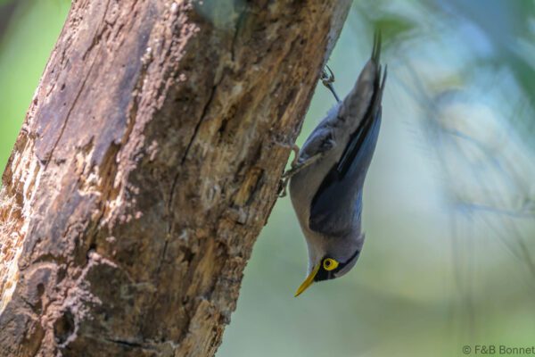 Yellow-billed Nuthatch - Vietnam - Da Lat - 2026