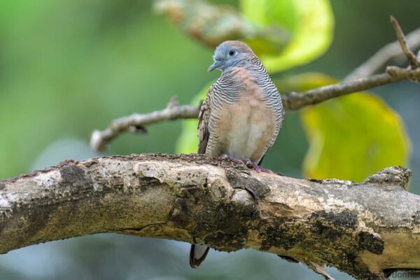 Zebra Dove - Thailand - Bangkok - 2023