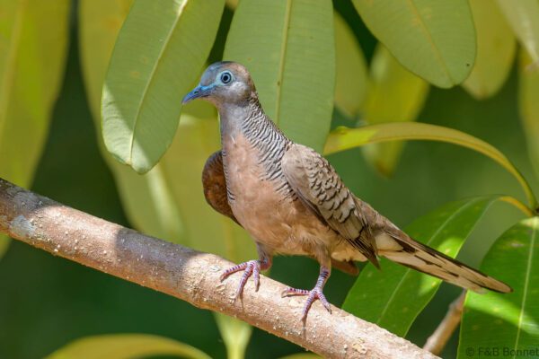 Zebra Dove - Thailand - Pak Nam Prasae - 2023