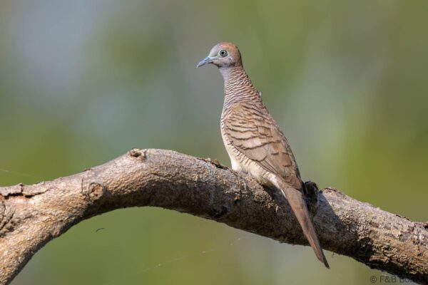 Zebra Dove - Thailand - Bang Phra - 2023