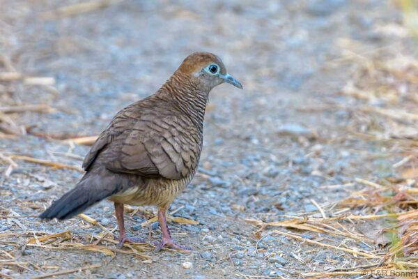 Zebra Dove - Thailand - Samut Sakhon - 2023