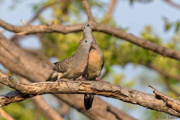 Zebra Dove - Thailand - Bangpu - 2023