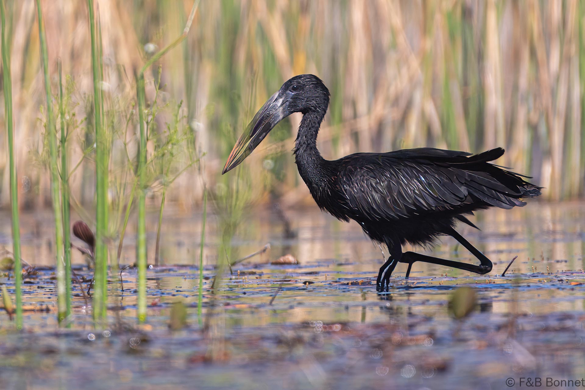 African Openbill - Botswana - Okavango delta - 2019