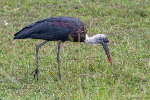 African Woolly-necked Stork - South Africa - iSimangaliso - 2022
