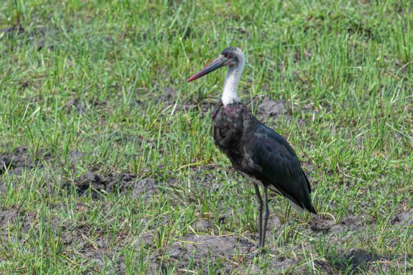African Woolly-necked Stork - South Africa - iSimangaliso - 2022