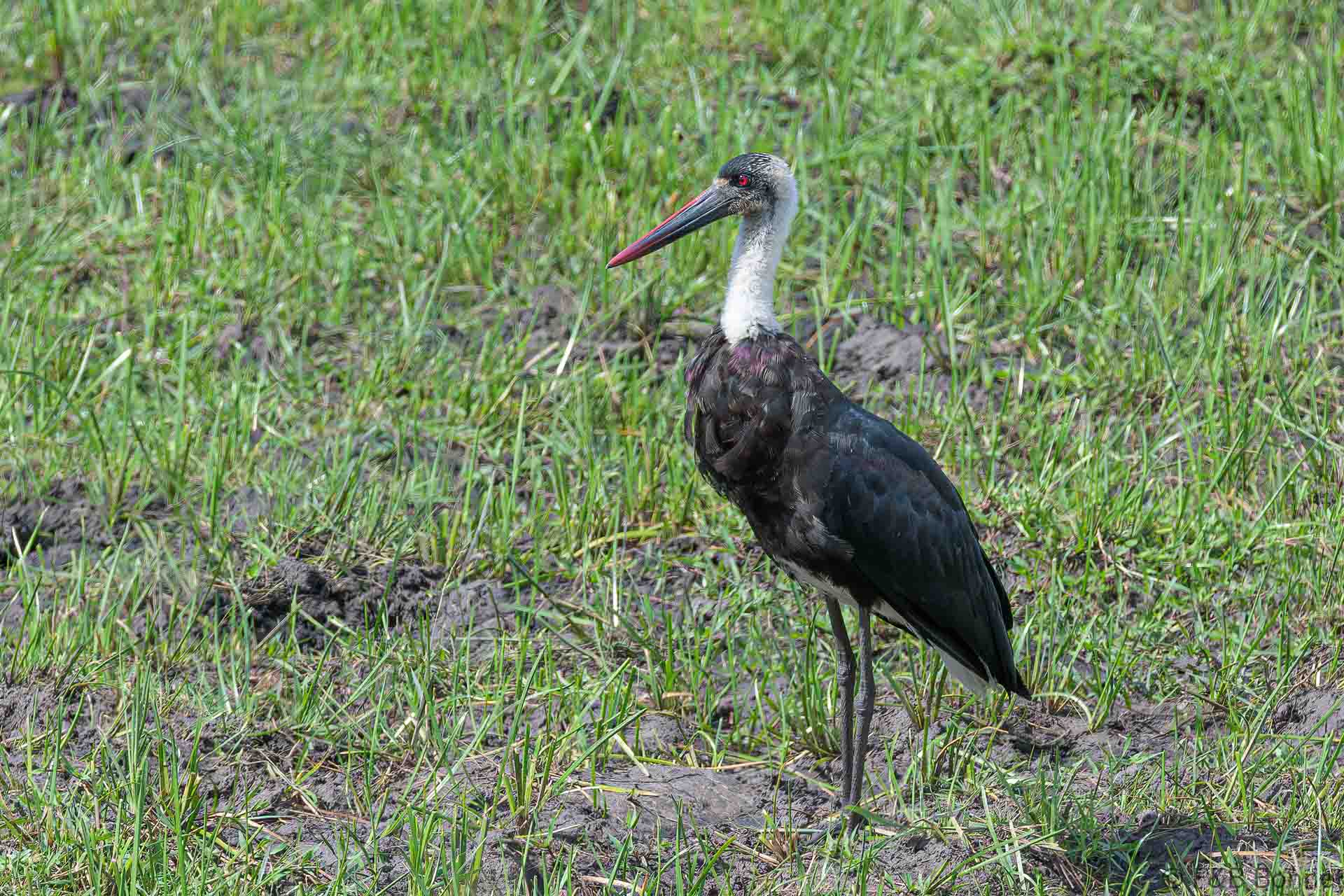 African Woolly-necked Stork - South Africa - iSimangaliso - 2022