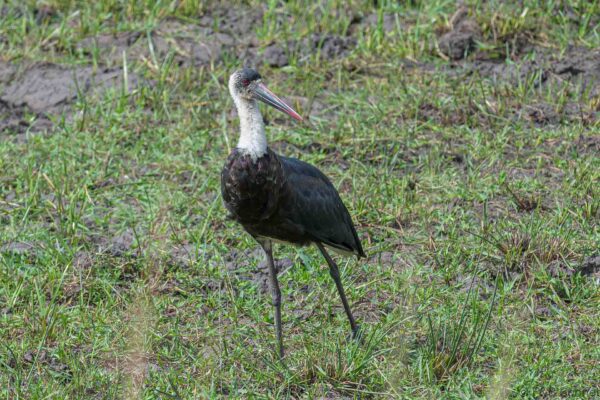 African Woolly-necked Stork - South Africa - iSimangaliso - 2022
