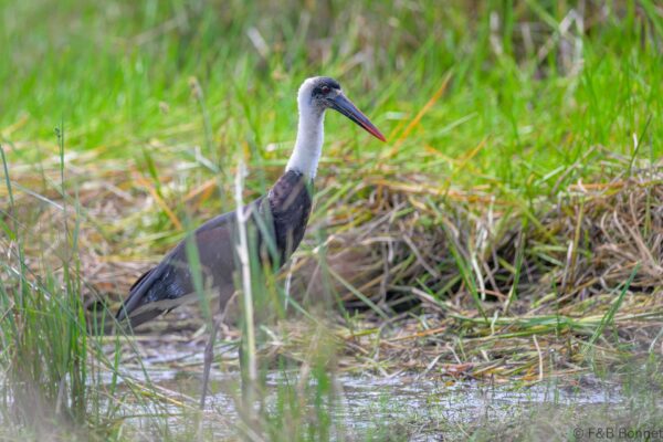 African Woolly-necked Stork - South Africa - iSimangaliso - 2025