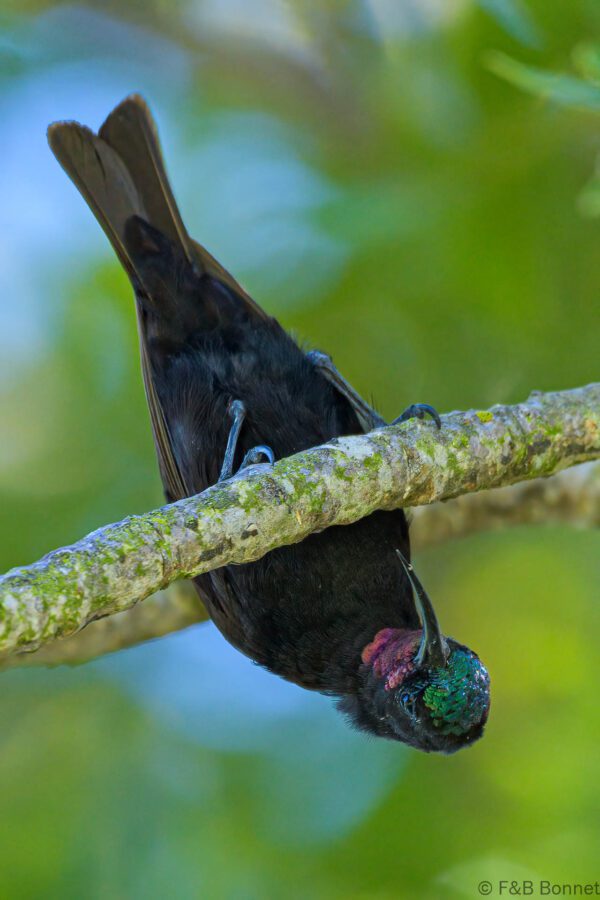 Amethyst Sunbird ♂ - South Africa - Knysna - 2022