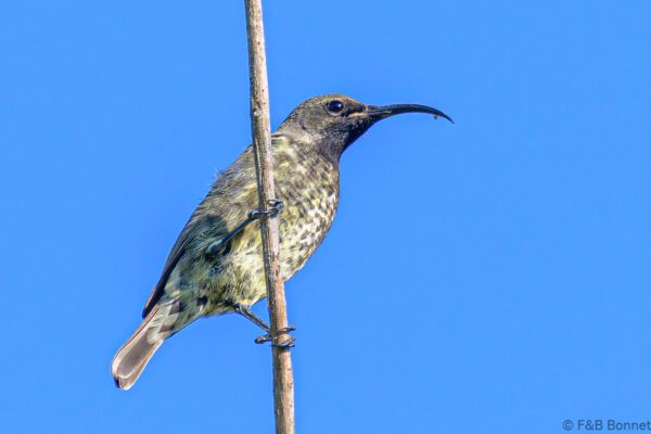 Amethyst Sunbird ♀ - South Africa - Knysna - 2022