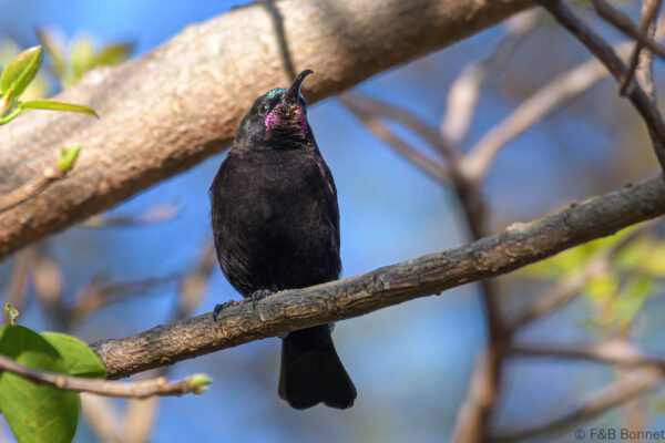 Amethyst Sunbird ♂ - South Africa - Knysna - 2022