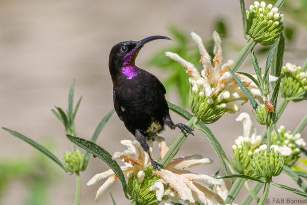 Amethyst Sunbird ♂ - South Africa - Knysna - 2022