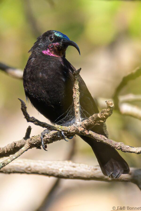 Amethyst Sunbird ♂ - South Africa - Louis Trichardt - 2022