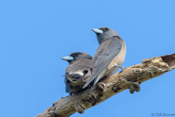 Ashy Woodswallow - Thailand - Bang Phra - 2023