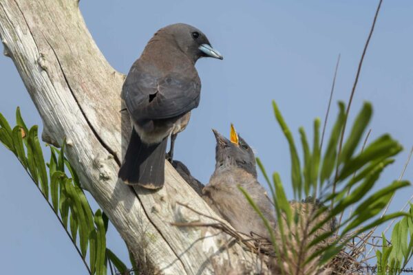 Ashy Woodswallow - Thailand - Khao Yai - 2023