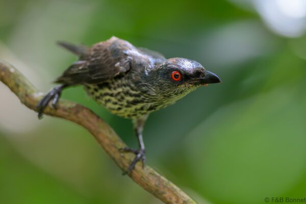 Asian Glossy Starling (imm.) - Philippines - Palawan - 2025