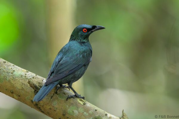 Asian Glossy Starling - Philippines - Palawan - 2025