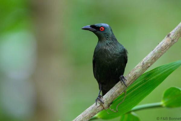 Asian Glossy Starling - Philippines - Palawan - 2025