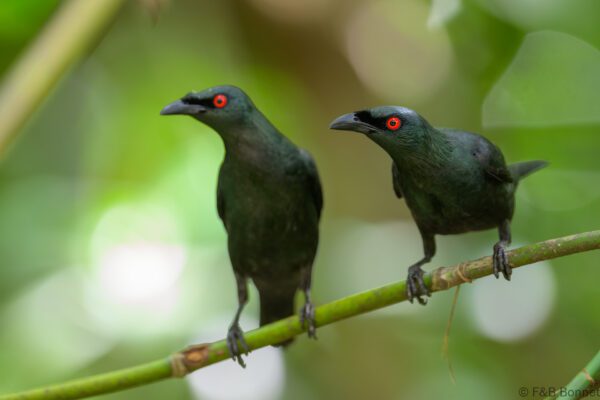 Asian Glossy Starling - Philippines - Palawan - 2025