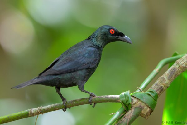 Asian Glossy Starling - Philippines - Palawan - 2025