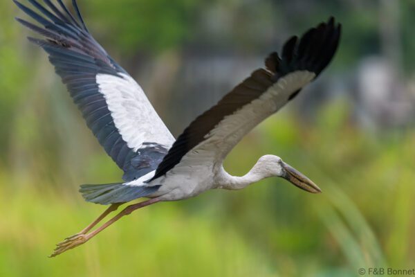 Asian Openbill - Thailand - Bangkok - 2023