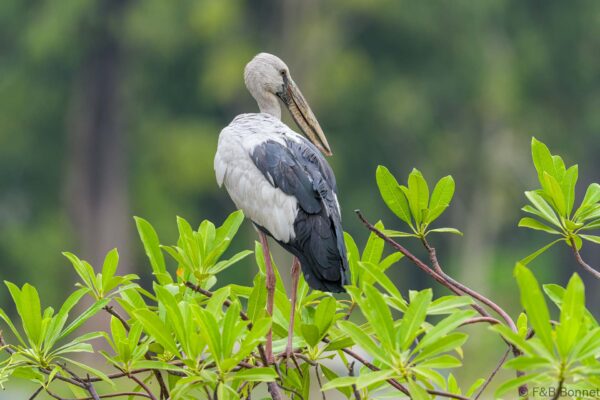 Asian Openbill - Thailand - Bangkok - 2023