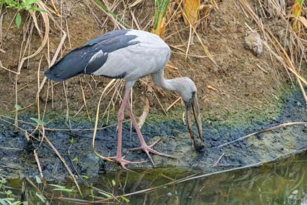 Asian Openbill - Thailand - Bangkok - 2023