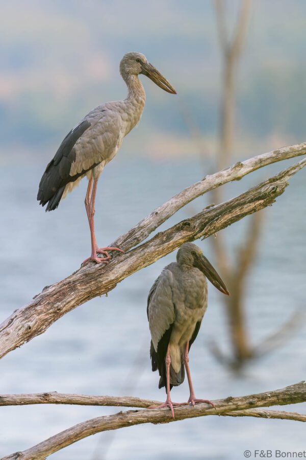 Asian Openbill - Thailand - Bang Phra - 2023