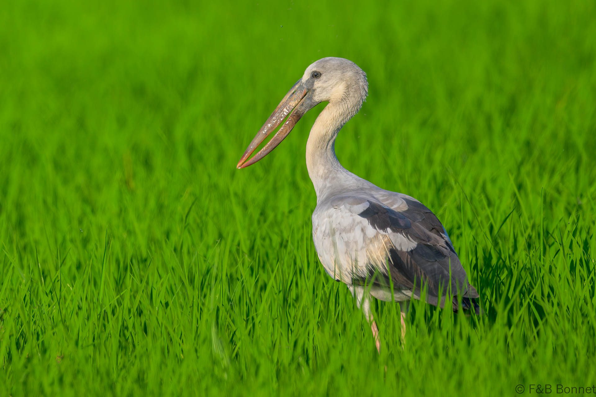 Asian Openbill - Thailand - Chiang Rai - 2025