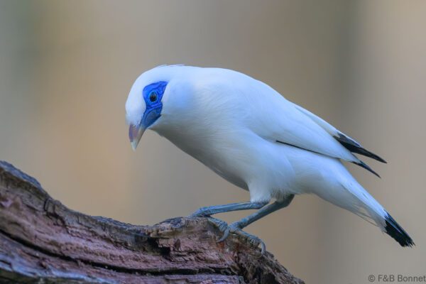 Bali Myna - Indonesia - Bali - 2025