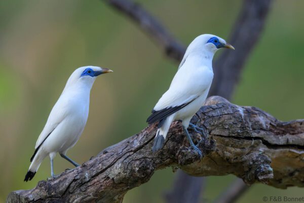 Bali Myna - Indonesia - Bali - 2025