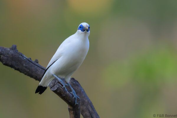 Bali Myna - Indonesia - Bali - 2025