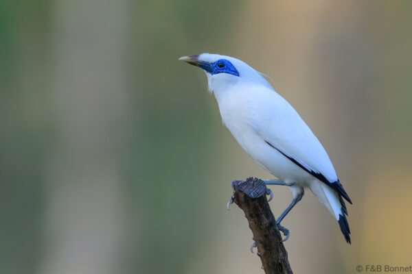 Bali Myna - Indonesia - Bali - 2025