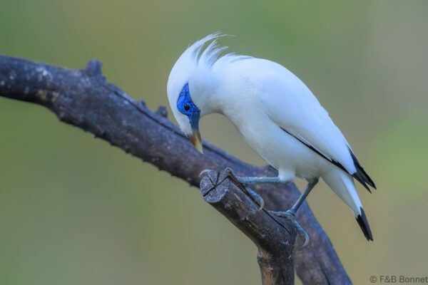 Bali Myna - Indonesia - Bali - 2025