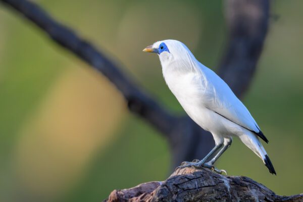 Bali Myna - Indonesia - Bali - 2025
