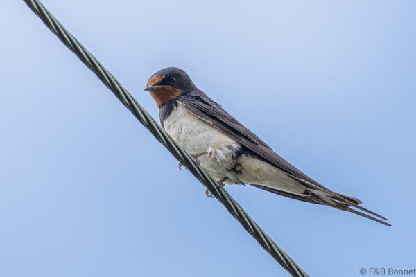 Hirondelle rustique - France - Bretagne - 2021