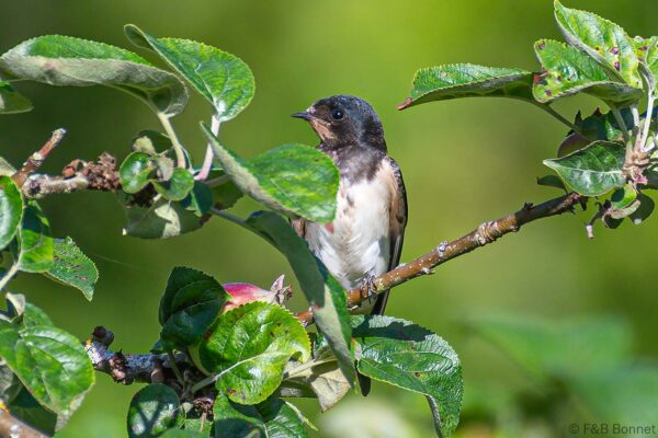 Hirondelle rustique - France - Bretagne - 2021