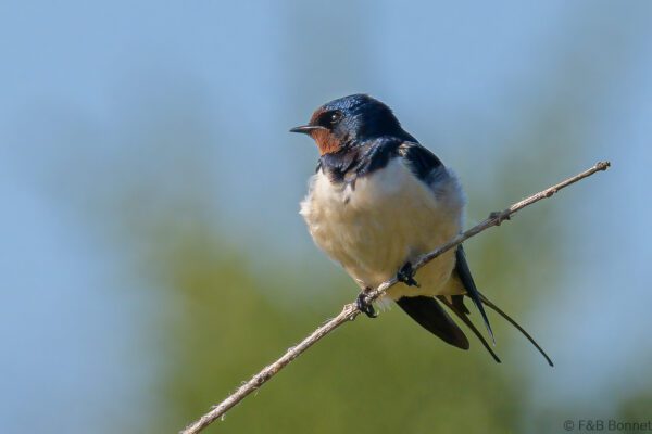 Barn Swallow - South Africa - uMkhuze - 2022