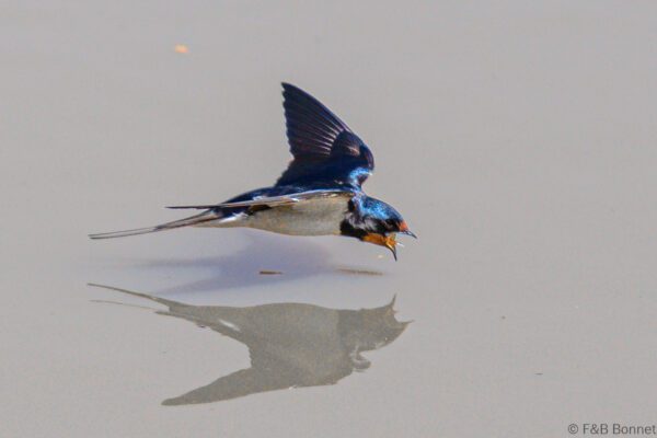 Barn Swallow - South Africa - uMkhuze - 2022