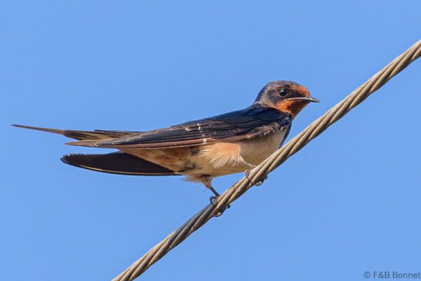 Barn Swallow - Thailand - Soi Dao - 2023