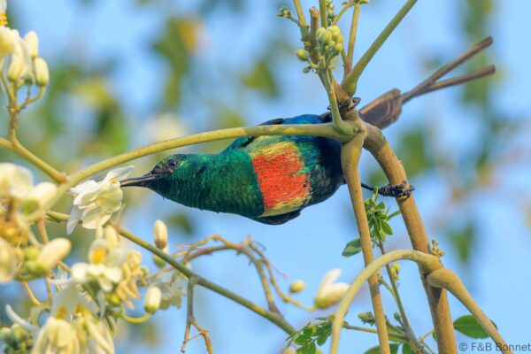 Souimanga à longue queue ♂ - Sénégal - Dindéfélo - 2023