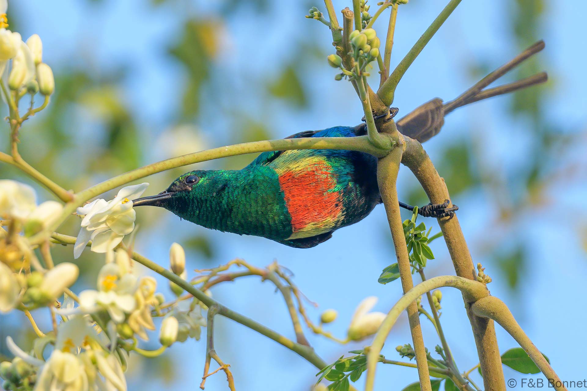 Souimanga à longue queue ♂ - Sénégal - Dindéfélo - 2023